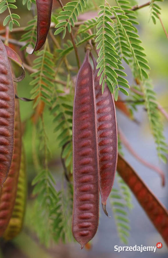AKACJA KATECHU Acacia catechu NASIONA 100g Lubanie