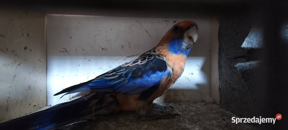 Papugi rozelle królewskie małopolskie Bochnia