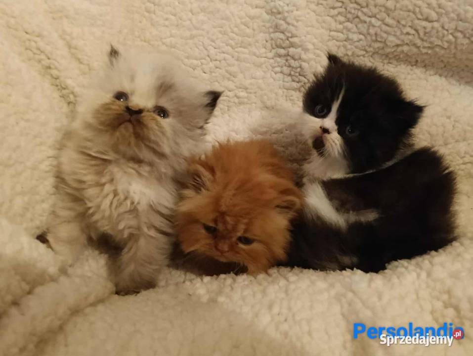Koty perskie pers persy perski Jedlicze