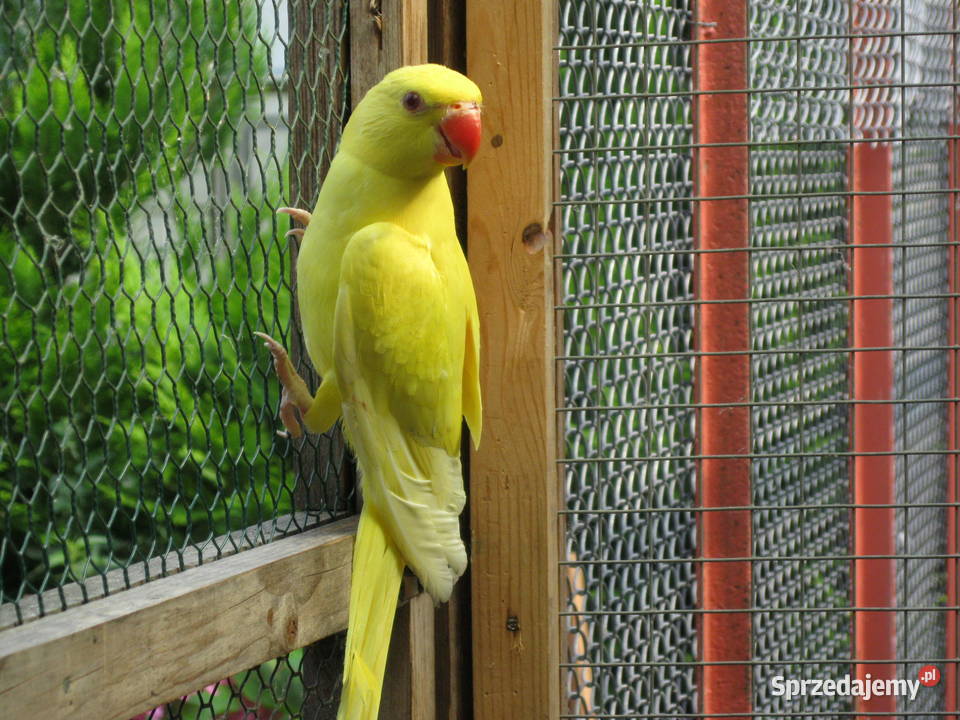 Papugi Aleksandretty 24 i 25 rżółte wielkopolskie Luboń sprzedam