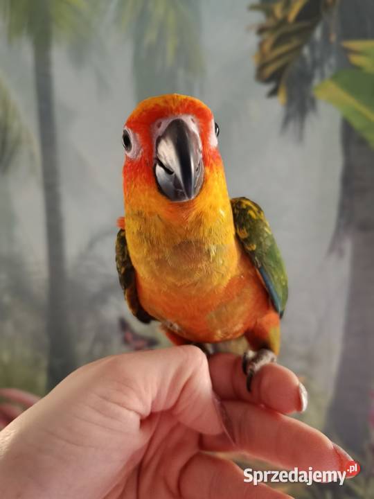 Papuga konura słoneczna ręcznie karmiona pomorskie Miastko