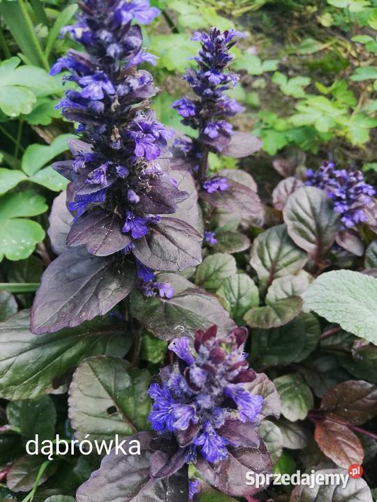 Dąbrówka rozłogowa bylina Rabatowe Rośliny Jaworzno