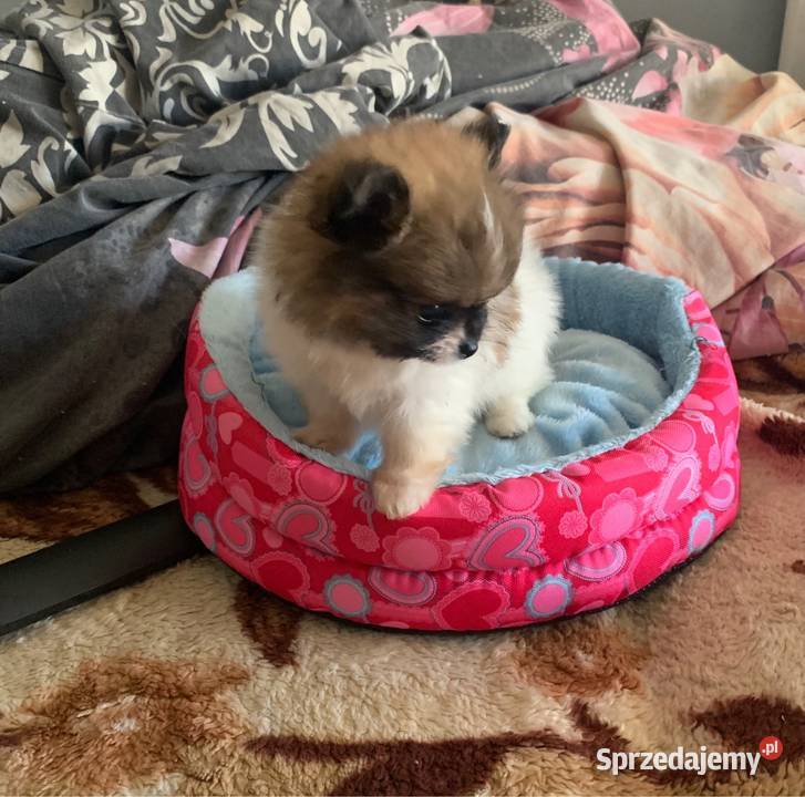 Szpic mini piesek pomeranian z rodowodem mazowieckie Stare Polesie