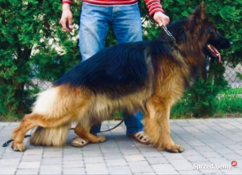 Szczeniaki owczarek niemiecki długowłosy Kiszkowo