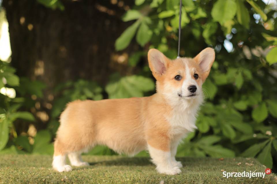 Welsh corgi pembroke sprzedam