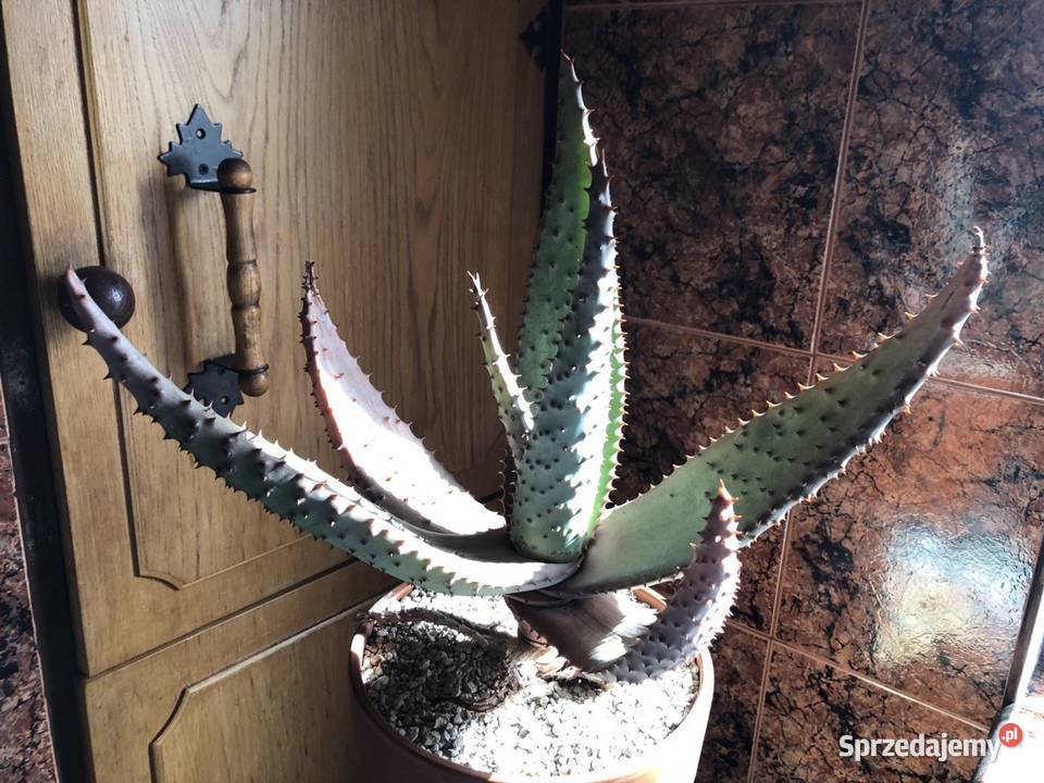 Aloes aloe Marlothii wyjątkowy okaz jedyny taki Piastów