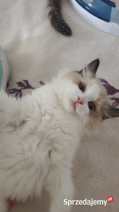 Cudowne kociaki Ragdoll, FPL, prawdziwy rodowód, hodowla od 12 lat