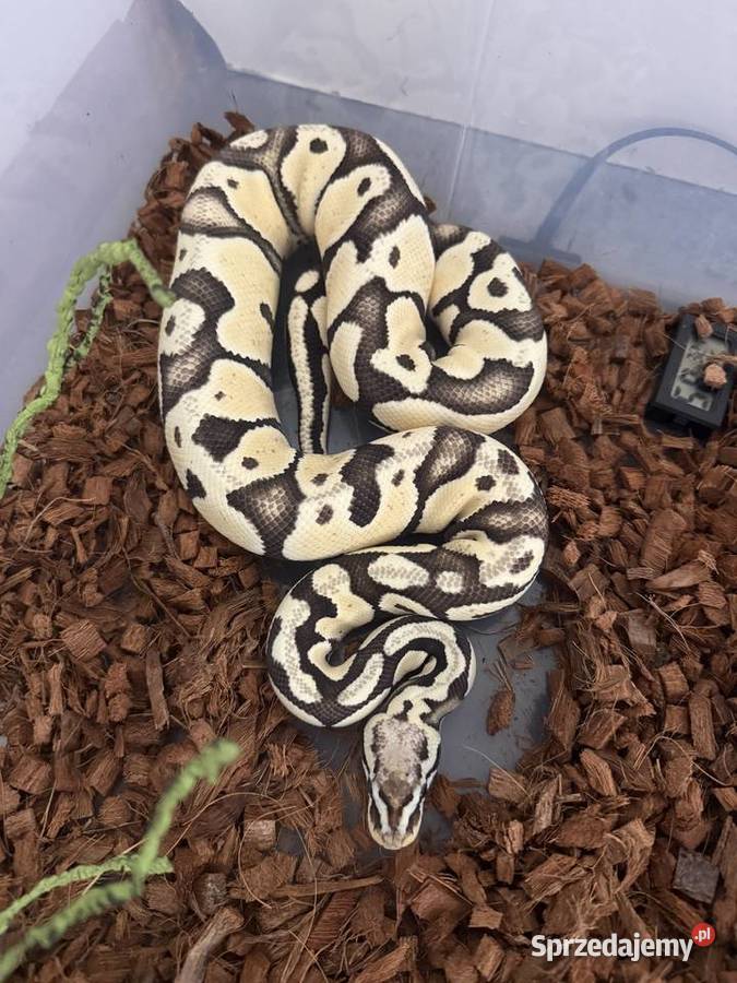 Python regius Desert Ghost PYTON WĄŻ Warszawa