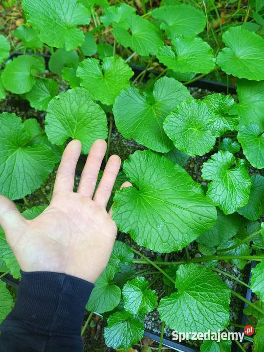 Wasabi Japonica duża sadząka Nowy Targ