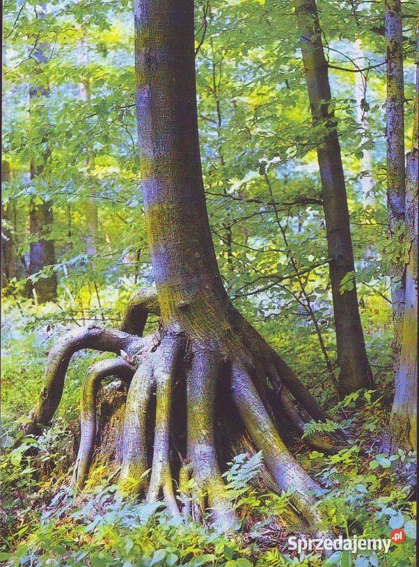 Kart pozdrow z Gór Świtokrzyskich kas 1993 2 śląskie Gliwice