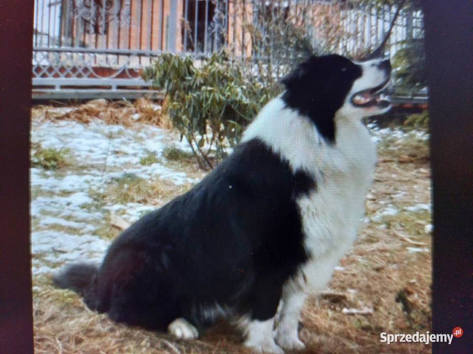 Border Collie szczeniaki inteligentne dolnośląskie Ziębice