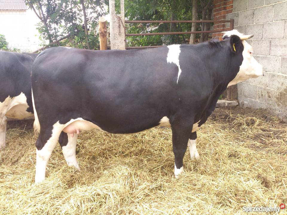Jałówki cielne simentalhf Dub