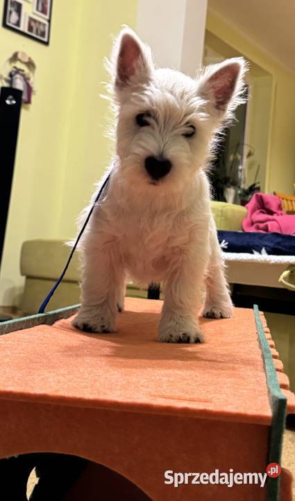 WEST HIGHLAND WHITE TERRIER Ozimek