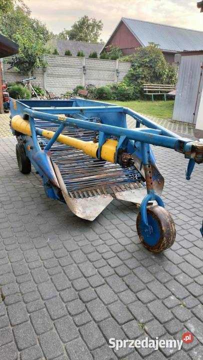 Kopaczka dwurzedowa Jaszczów