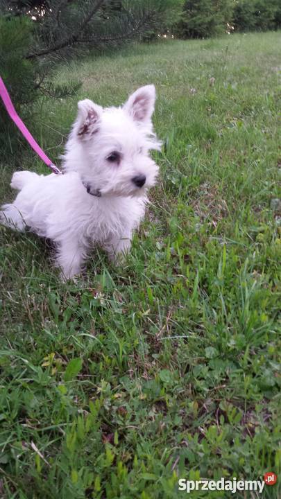 West highland white terrier suczka Psy podkarpackie Stalowa Wola sprzedam