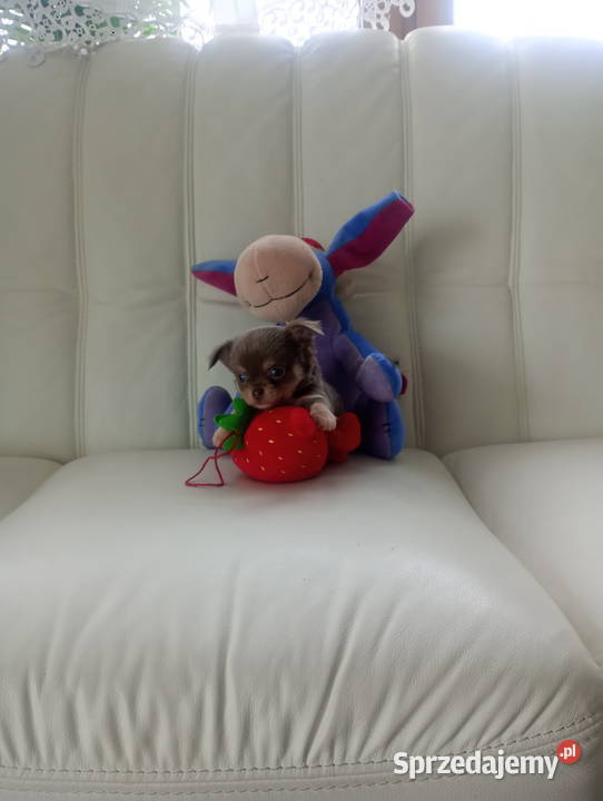 CHIHUAHUA LILIOWY PIESEK mini