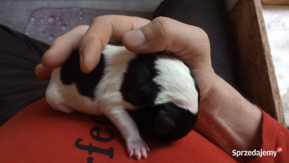 Szczeniak Champion Polski Owczarek Nizinny Pozostałe