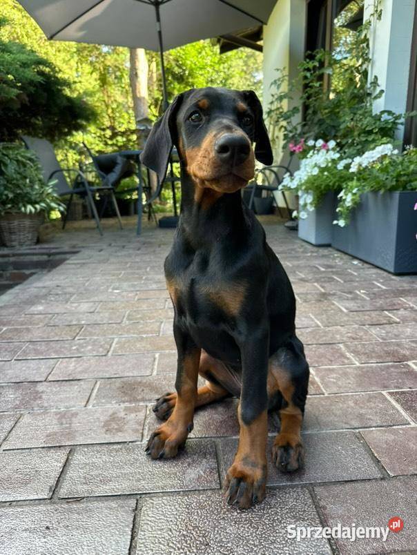 Szczenięta dobermana Championie z doskonałym