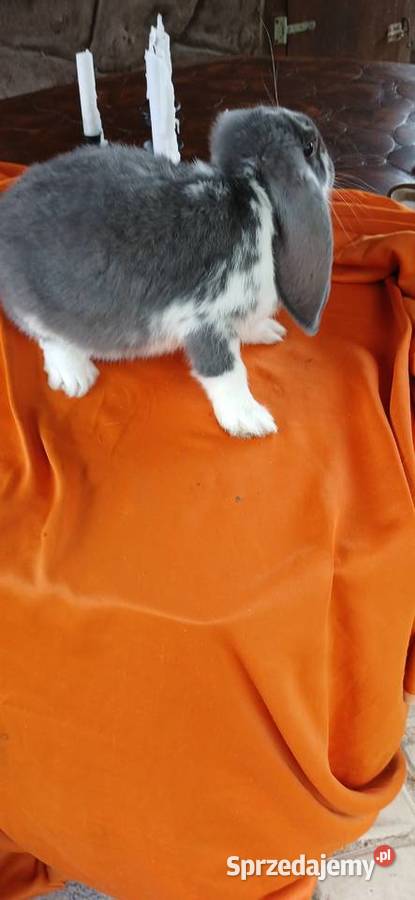 Króliki baranki francuskie świętokrzyskie Skarżysko-Kamienna