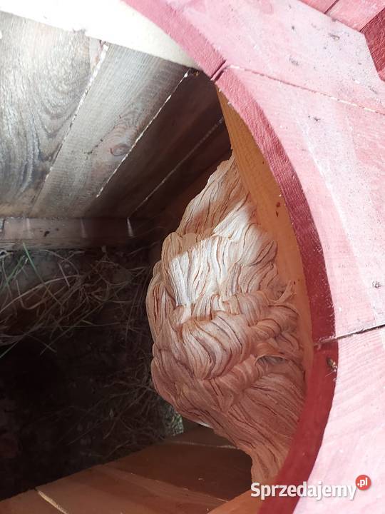 Osy Szerszeni usuwanie gniazd Wrocław