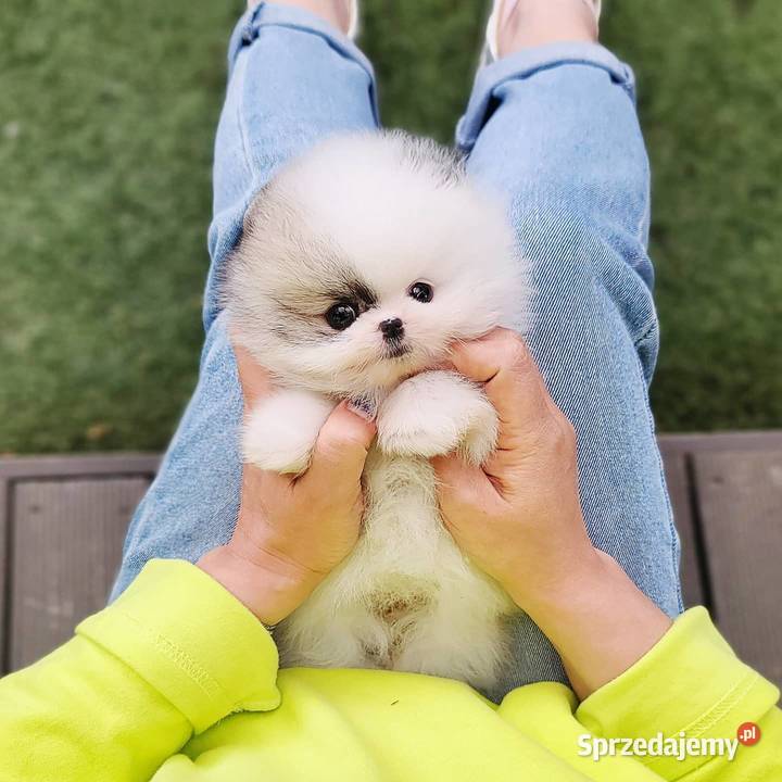 Szpic Pomeranian Szczenieta
