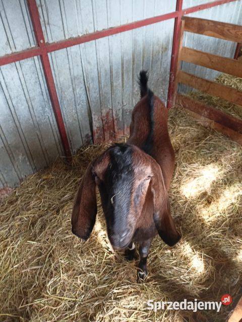 Sprzedam kozła Anglonubijskiego Lublin sprzedam