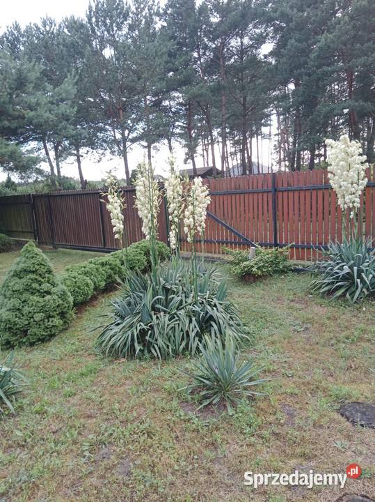 Sprzedam działkę budowlaną Sprzedaż Wyszków