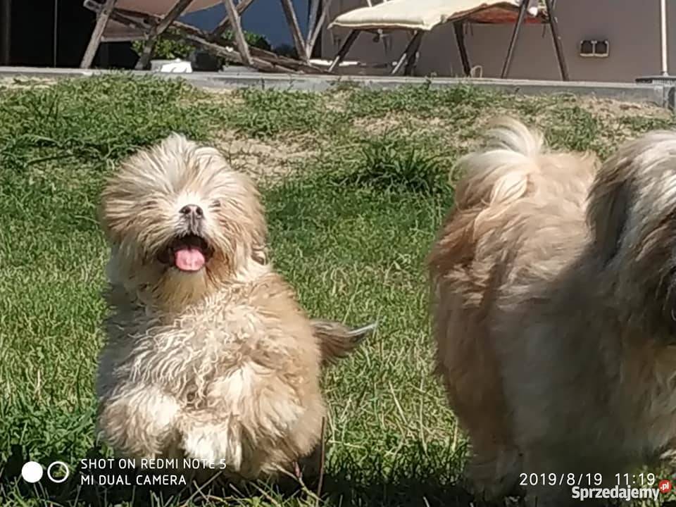 Lhasa Apso Shih Tzu Maltańczyk Bichon Frice Kielce