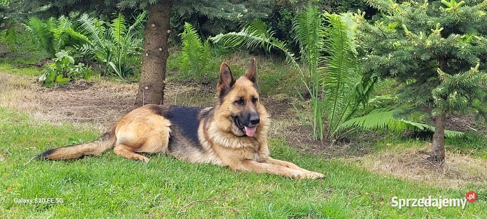 Owczarek niemiecki ZKwP FCI