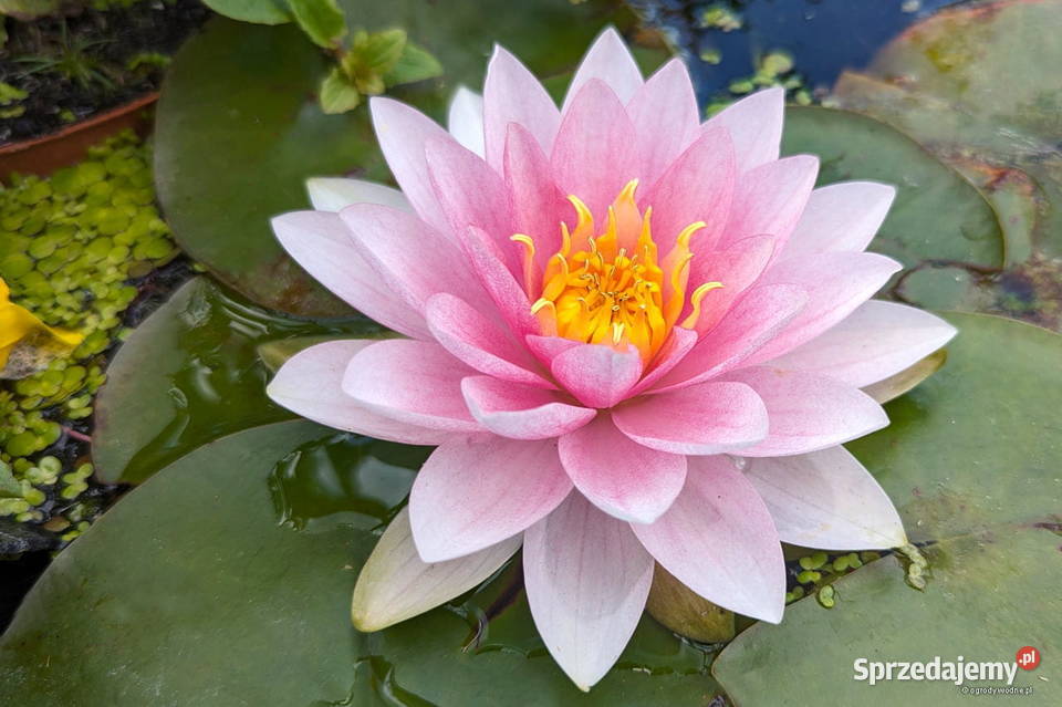 NYMPHAEA PUBESCENS HAIRY WATER LILY PINK WATER