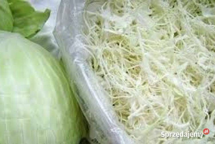 Kapusta szatkowana Podegrodzie