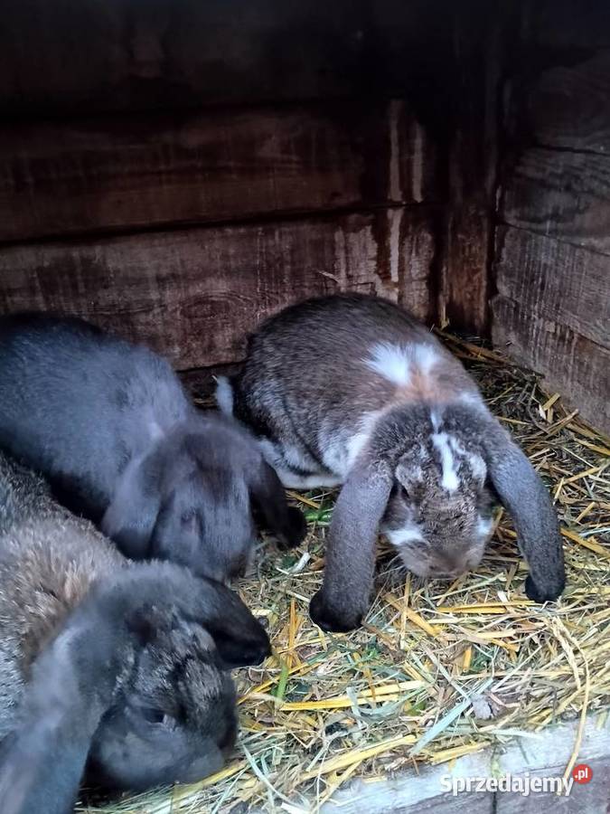 Sprzedam króliki barany francuskie Jarocin sprzedam