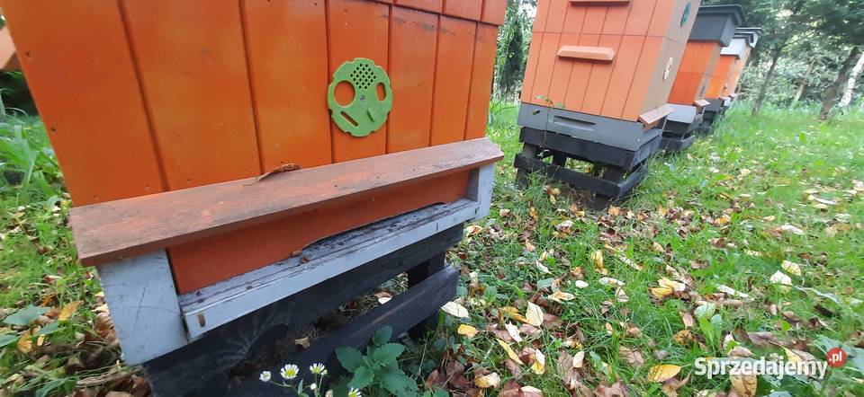 Ule wielkopolskie lubelskie
