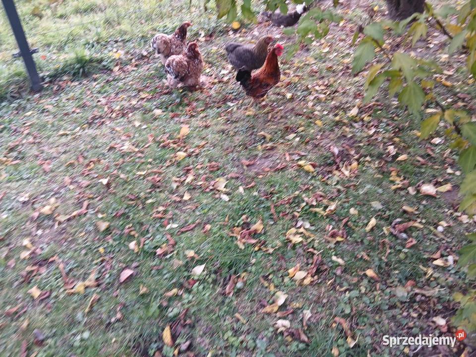 Kogutek liliputek zielononozek Hodowla drobiu Czarnocin sprzedam