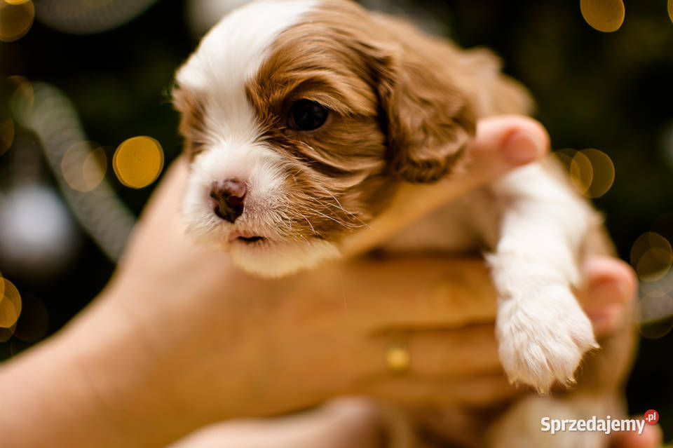 szczeniaki z rodowodem rasy Cavalier King Kiełpino sprzedam