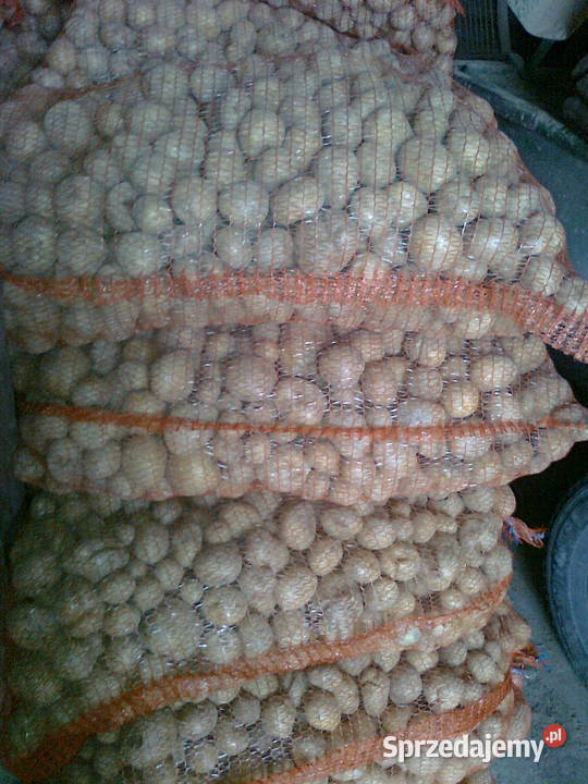 Ziemniaki Lord kaliber 35 Radymno