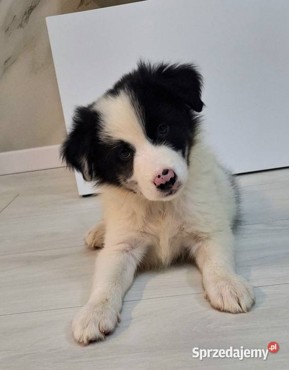 Border collie piesek do odbioru małopolskie Jabłonka