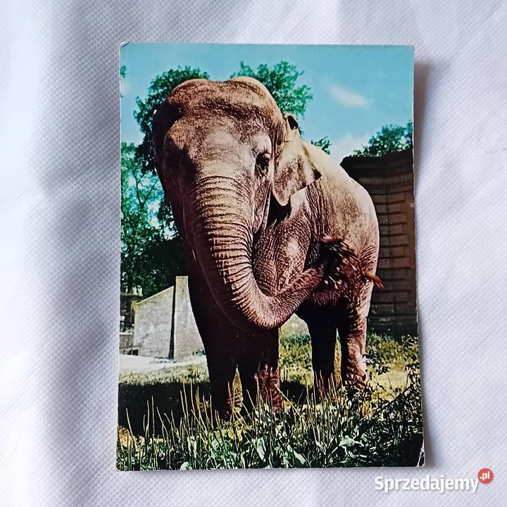 Pocztówka ZOO Wrocław słoń indyjski KAW 1972 r Koźminek