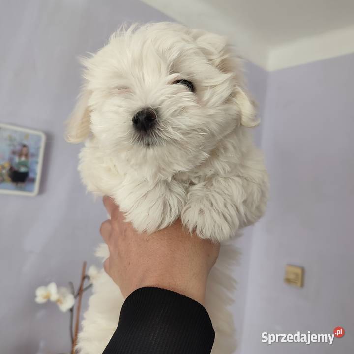 Maltańczyk Maltańczyki śliczny piesek Rzeszów