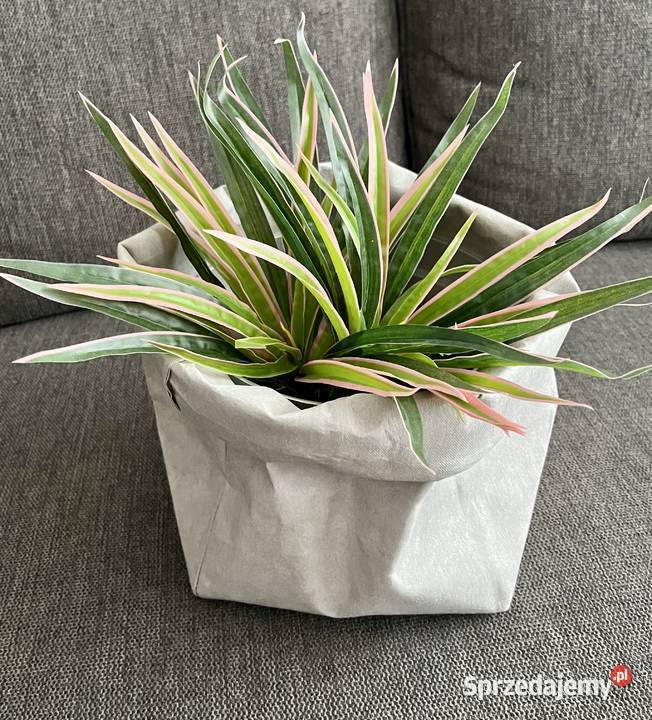 Sztuczna palma kwiat dracena marginata sprzedam