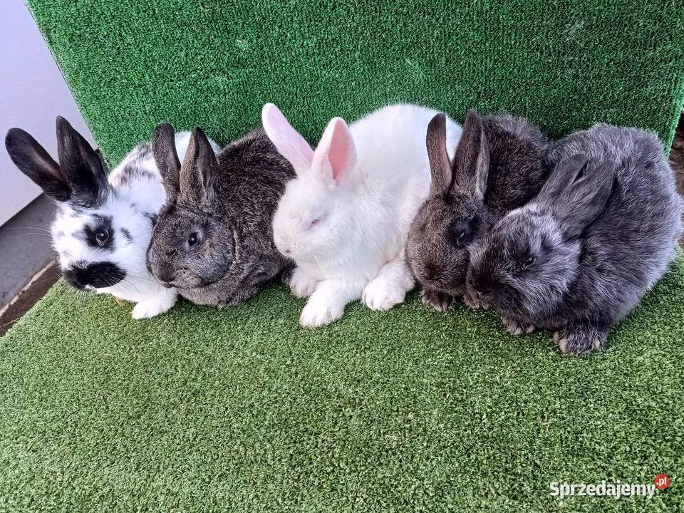 Króliki mieszańce Króliki wielkopolskie