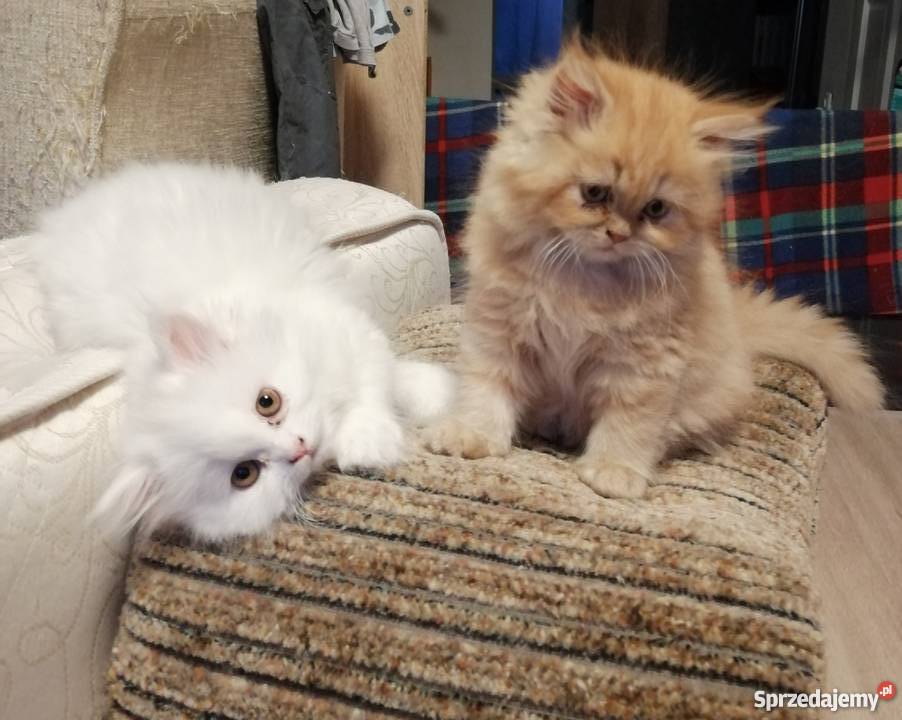 persy białe i rudy Rzeszów