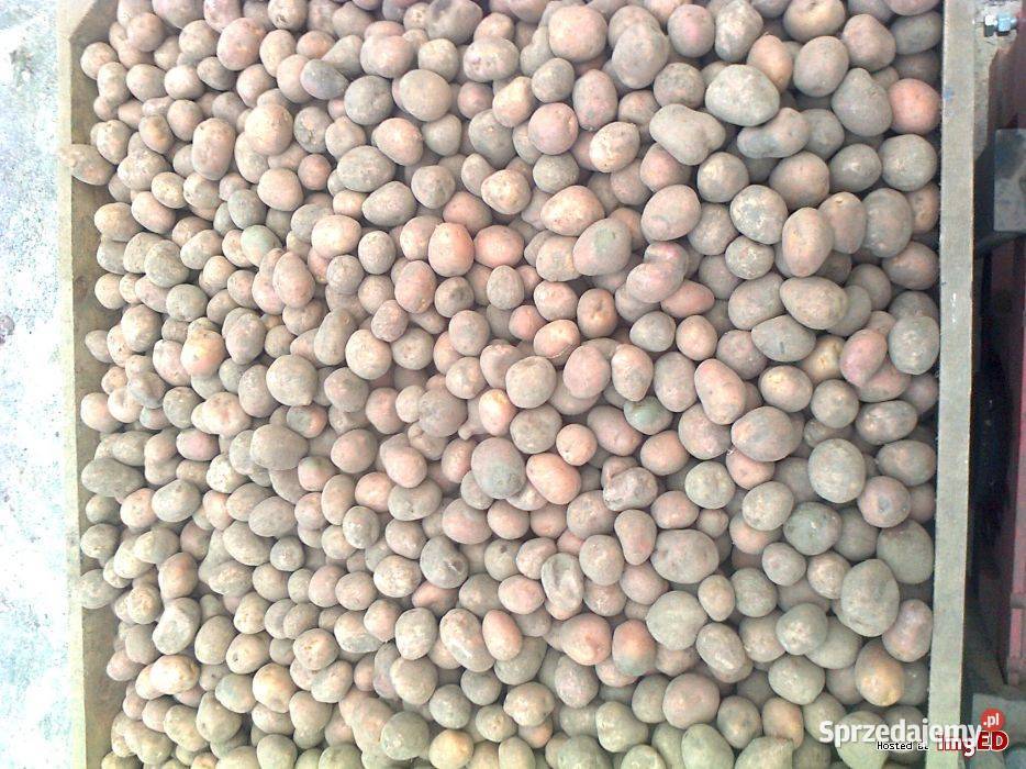 Ziemniaki Satina Owacja Tajfun kaliber sadzeniak Włoszczowa
