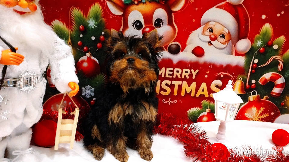 York szczenięta Championach z rodowodem hodowla Wrocław