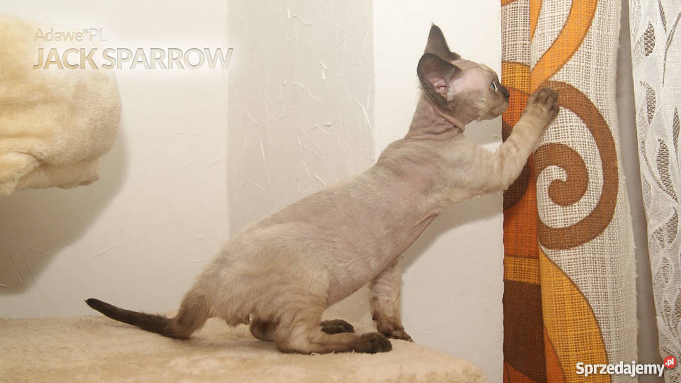 Niesamowity kocurek Devon Rex czekoladowy point Łódź