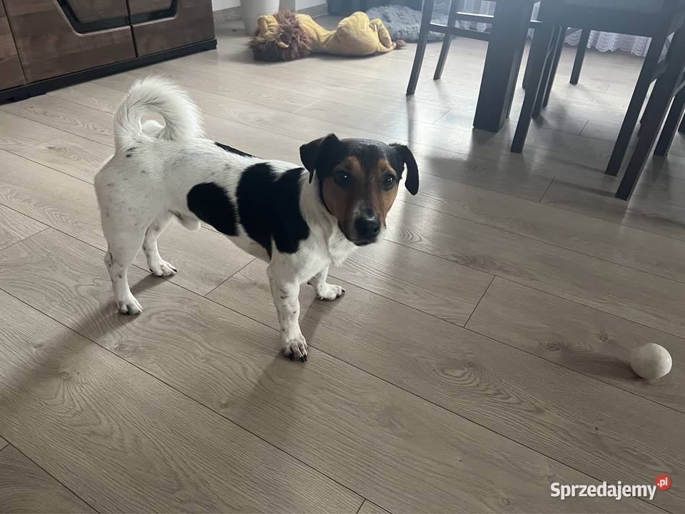 Jack russell terrier reproduktor lubelskie Janów Lubelski