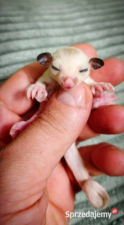 Lotopałanki lotopałanka sugar glider SAMICZKi Wrocław