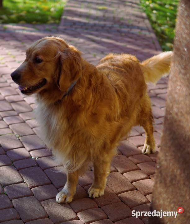 Szczeniak Golden Retriever Golden Retriever podkarpackie sprzedam