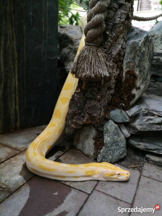 Pyton tygrysi albino Pozostałe Świerklaniec