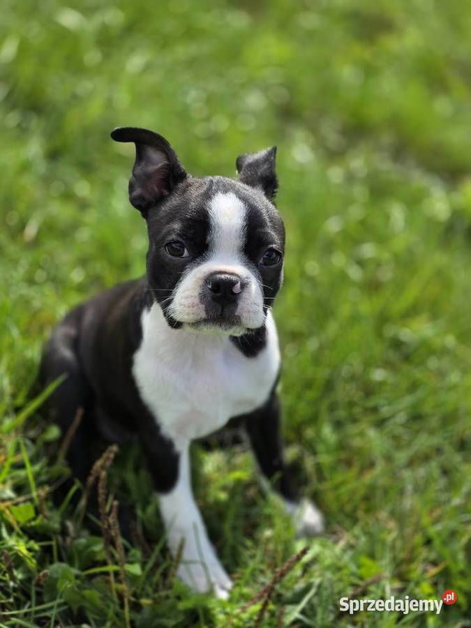 Boston terrier Pozostałe Świdnica
